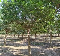 丛生大叶女贞价格 5公分大叶女贞价格 24公分大叶女贞价格