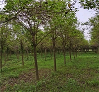 大叶女贞种植技术 23公分大叶女贞价格 10公分大叶女贞价格