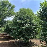 大叶女贞询价更新 21公分大叶女贞价格 6米高丛生女贞价格