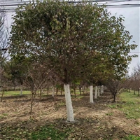 大叶女贞菏泽产地 27公分大叶女贞价格 8米高丛生女贞价格