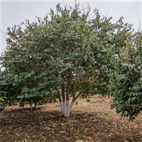 大叶女贞2025年价格 7公分大叶女贞价格 8米高丛生女贞价格