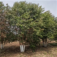 大叶女贞价格表 7公分大叶女贞价格 8公分大叶女贞价格