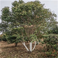 基地批发价格 11公分大叶女贞价格 6米高丛生女贞价格