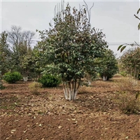 大叶女贞产地 17公分大叶女贞价格 28公分大叶女贞价格