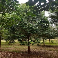 精品树造型女贞 19公分大叶女贞价格 4米高丛生女贞价格