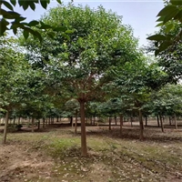 大叶女贞种植技术 13公分大叶女贞价格 20公分大叶女贞价格