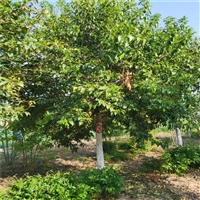 大叶女贞产地 11公分大叶女贞价格 6米高丛生女贞价格