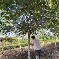 大叶女贞询价更新 15公分大叶女贞价格 16公分大叶女贞价格