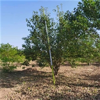 大叶女贞种植技术 13公分大叶女贞价格 26公分大叶女贞价格