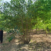 丛生大叶女贞价格 11公分大叶女贞价格 8公分大叶女贞价格