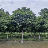 大叶女贞产地 7公分大叶女贞价格 12公分大叶女贞价格