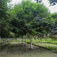 大叶女贞询价更新 29公分大叶女贞价格 24公分大叶女贞价格