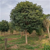 大叶女贞每棵160元 23公分大叶女贞价格 14公分大叶女贞价格