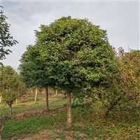 大叶女贞种植技术 5公分大叶女贞价格 16公分大叶女贞价格