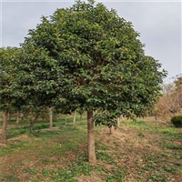 大叶女贞询价更新 13公分大叶女贞价格 18公分大叶女贞价格