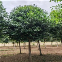 大叶女贞价格明细 19公分大叶女贞价格 8公分大叶女贞价格