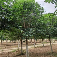 大叶女贞询价更新 29公分大叶女贞价格 26公分大叶女贞价格