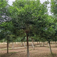 大叶女贞产地 7公分大叶女贞价格 16公分大叶女贞价格