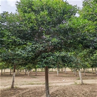 大叶女贞截杆发帽价格 17公分大叶女贞价格 30公分大叶女贞价格