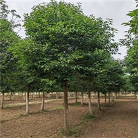 大叶女贞2025年价格 13公分大叶女贞价格 28公分大叶女贞价格