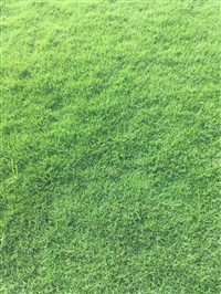 中山马尼拉草