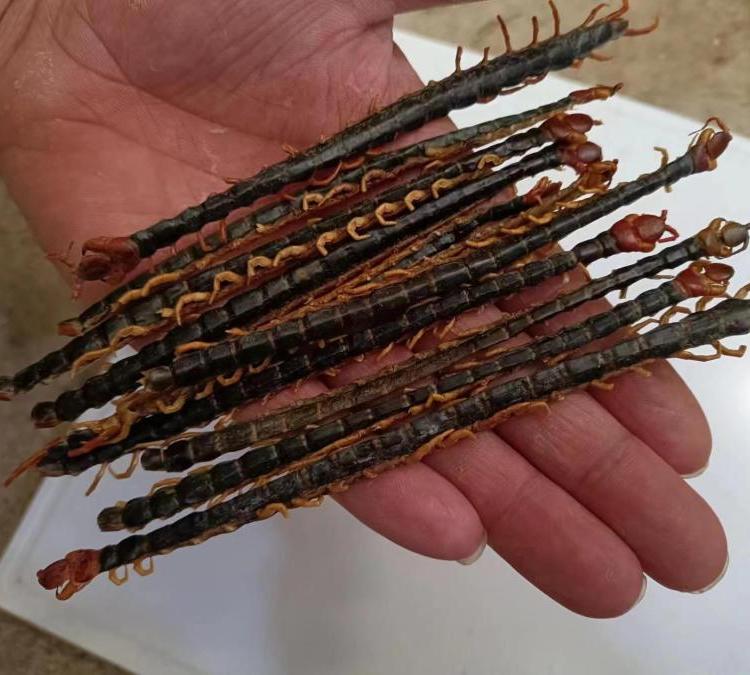 中药材蜈蚣蝍蛆千足虫精选新货人工烘干包邮 批发各种昆虫大全