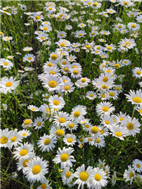 洋甘菊种子生长的条件