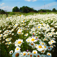 大滨菊生长习性及种子价格