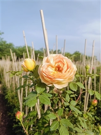 周至1米5蔷薇价格  蔷薇都有啥花色和品种