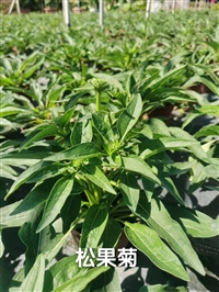 松果菊种子怎样种植提高发芽