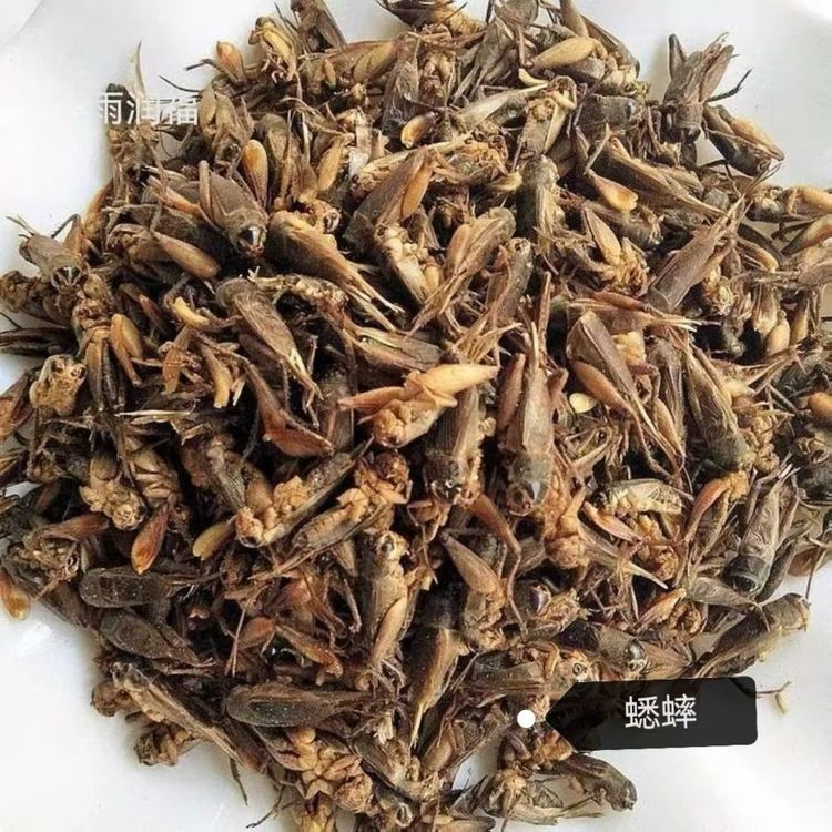 蟋蟀 蛐蛐 油葫芦人工精选当年好货自然晒干长期批发各种昆虫