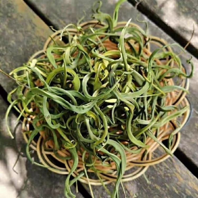 中药材望月砂 白丁香 夜明砂新货自然晒干包邮批发各种冷备药材大全