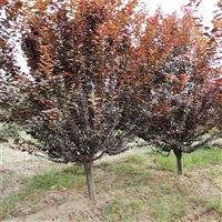 红叶李全冠价格 21公分红叶李价格 24公分红叶李价格