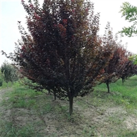 红叶李价格明细 7公分红叶李价格 10公分红叶李价格