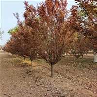 红叶李截杆发帽价格 5米高丛生红叶李价格 26公分红叶李价格