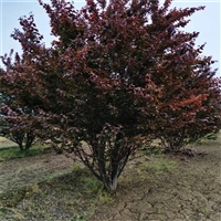 红叶李价格130元 21公分红叶李价格 28公分红叶李价格