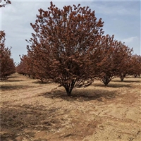 造型红叶李树 23公分红叶李价格 6公分红叶李价格