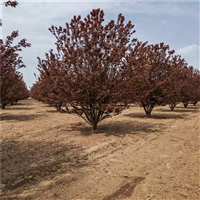 红叶李价格130元 25公分红叶李价格 6米高丛生红叶李价格