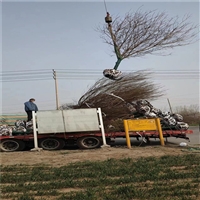 红叶李全冠价格 21公分红叶李价格 14公分红叶李价格