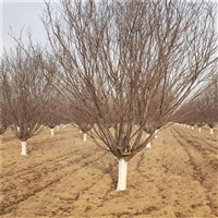 红叶李价格明细 5米高丛生红叶李价格 26公分红叶李价格