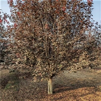 红叶李价格明细 19公分红叶李价格 20公分红叶李价格