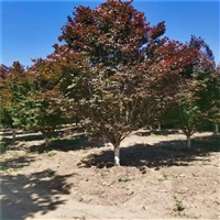 红叶李价格更新 5米高丛生红叶李价格 6公分红叶李价格