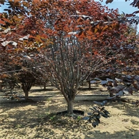 红叶李产地 21公分红叶李价格 26公分红叶李价格