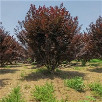 造型红叶李树 29公分红叶李价格 14公分红叶李价格