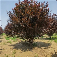 红叶李批发价格 3米高丛生红叶李价格 16公分红叶李价格