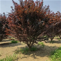 红叶李产地 15公分红叶李价格 12公分红叶李价格