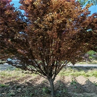 红叶李种植技术 7米高丛生红叶李价格 18公分红叶李价格