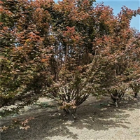 丛生红叶李价格 21公分红叶李价格 8公分红叶李价格