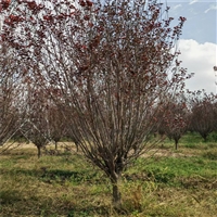 红叶李价格更新 17公分红叶李价格 30公分红叶李价格