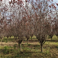 红叶李产地 27公分红叶李价格 28公分红叶李价格